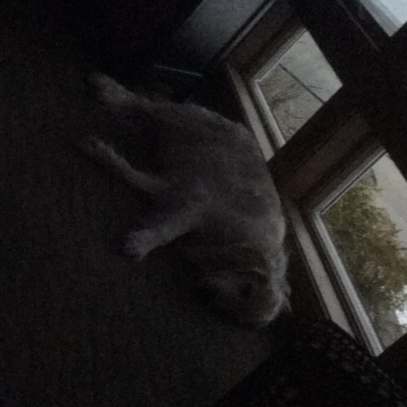 Meet your Posher, Devonne - Picture 1 of 1